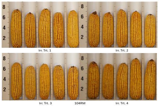 The 114 RM-B corn product was grouped into Category A (avoid early-season water stress).