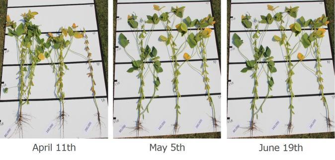 Figure 2. Soybean plants from three planting dates and three seeding rates. Each image shows a plant from the 80K seeds/acre (left), 160K seeds/acre (middle), and 280K seeds/acre (right) seeding rate.