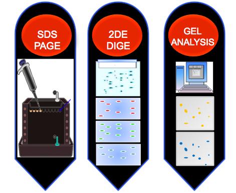 1. AN OVERVIEW OF THE STEPS INVOLVED IN 2DE WORKFLOW 1. Isoelectric focusing 2. Equilibration of IPG strips 3. SDS-PAGE (second dimension) 4.
