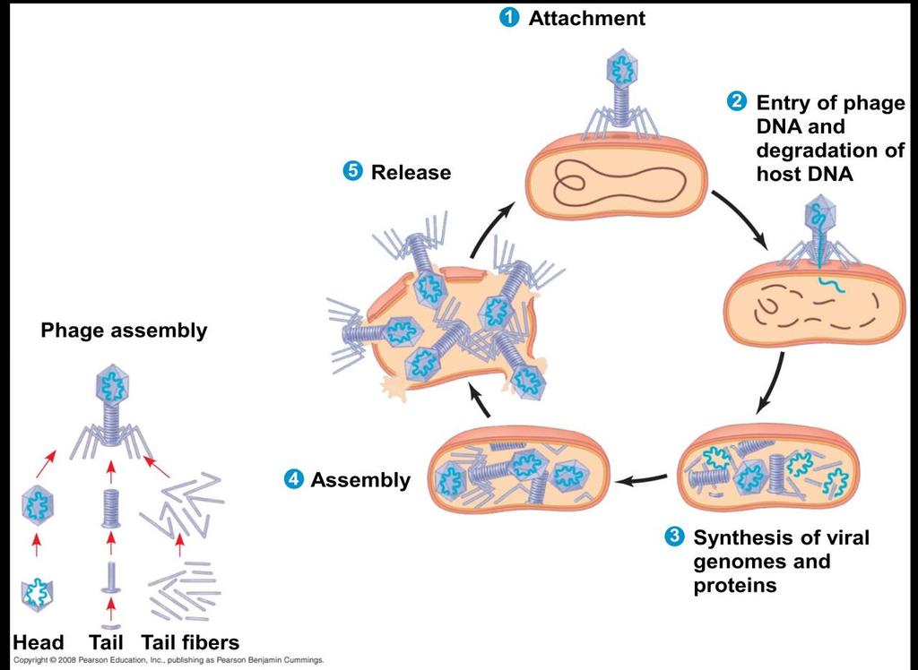 4) Assembly : Three separate sets of proteins self-assemble to form phage heads, tails, and tail fibers.the phage genome is packaged inside the capsid as the head forms.