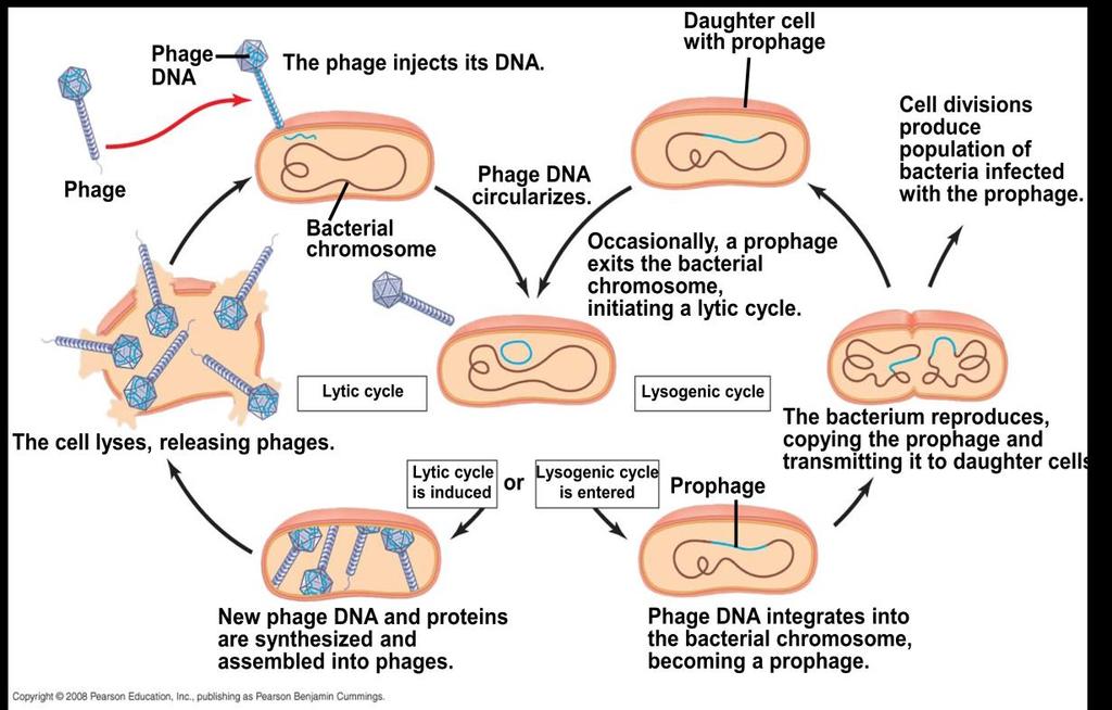 b) The Lysogenic Cycle The lysogenic cycle replicates the phage genome without destroying the host cell. Steps of reproduction : 1.