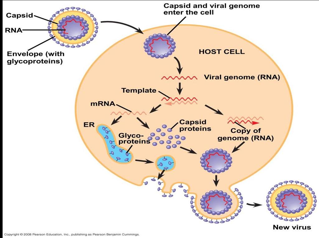 Lysogenic term means prophages are capable of generating active phages that lyse their host cells, that happens when : 1- environmental signal (chemical / high energy radiation )can trigger the virus