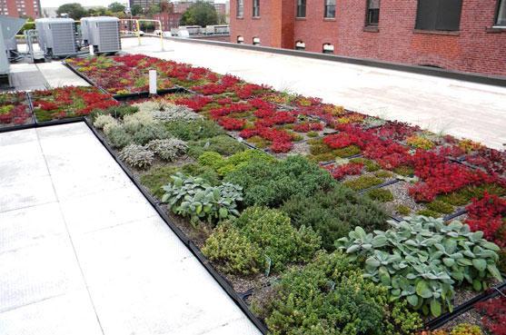 GREEN ROOF DESIGN SYSTEM SAMPLE INSTALLATION Extensive system chosen Shallower, lighter Not accessible, no occupied