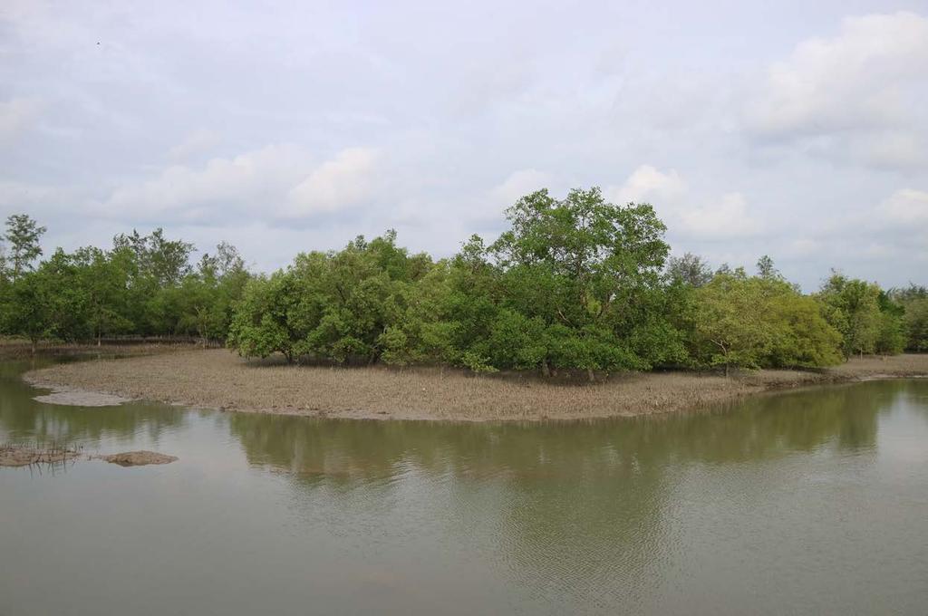 3 Belitung Mangrove Park Belitung Bangka Belitung Islands Mining activities in Belitung has created significant degradation for coastal and