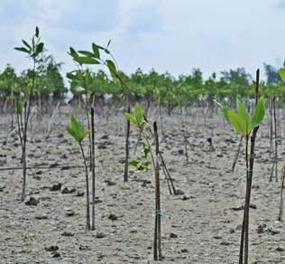 Support SDGs This project has resulted significant impact for local communities in terms of mangrove ecosystem conservation as well as economic