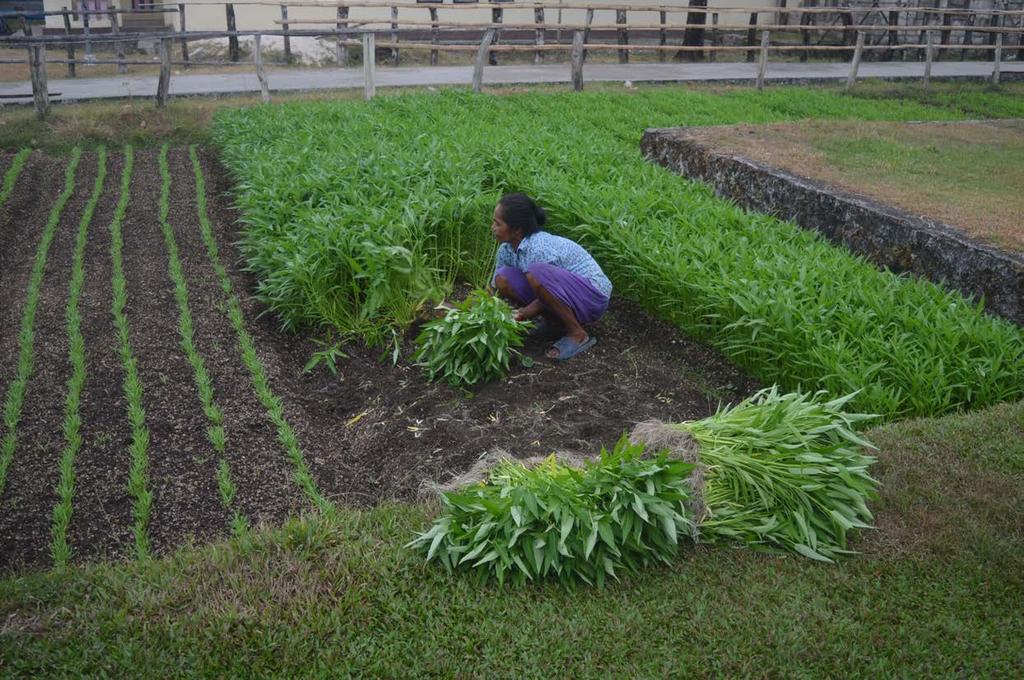 5 Organic Farming to Reduce GHG Emission and Increase Livelihood Saparua Located in Saparua Island,