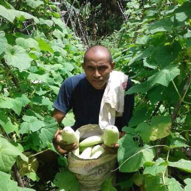 rehabilitation of nutmeg farm and organic horticulture in Saparua island.