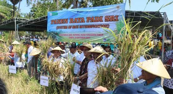 29 28 28 27 26 28 2 Climate Projection & Adaptation Strategy of System of Rice Intensification (SRI) Cultivation Kupang East Nusa Tenggara Support