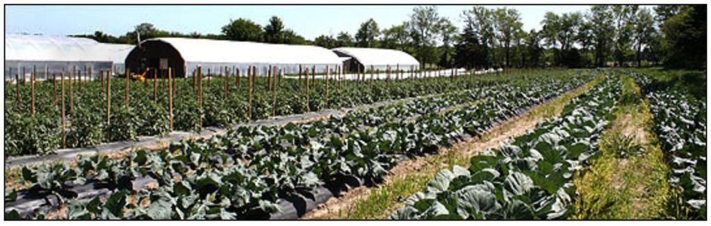 Commercial Gardening and Fruit Farming Planted and harvested over longer periods to provide continuous product to buyers and at a much larger scale than home gardening Southern United States Long