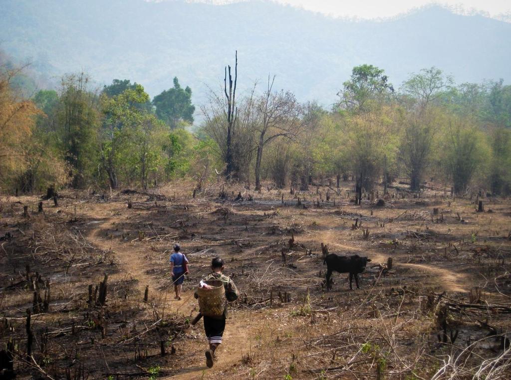 Shifting Cultivation - Also called Slash and Burn A swidden is chopped down or slashed and the debris is then burned Crops are grown for about 3 years Subsistence-based, so a variety of crops