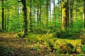 Bioeconomy Foresight - Forestry Future trend - prepare the forestry sector for a multifunctional, better use: 1.