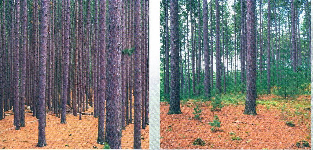 Thinning (red pine)