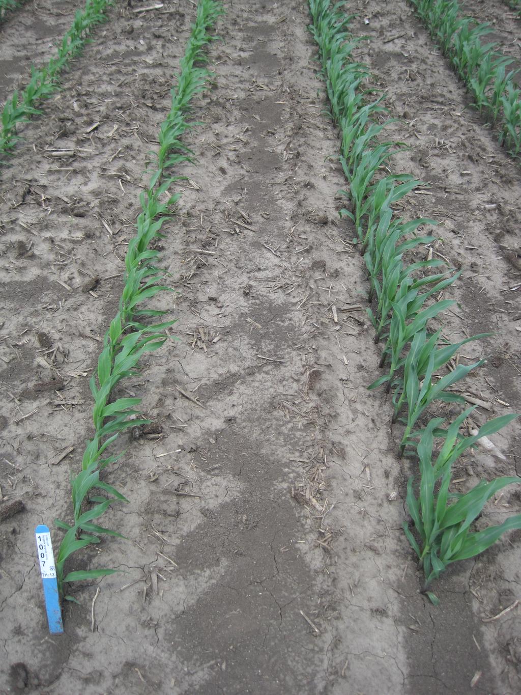 Improved Growth with Spring-Banded MESZ 250