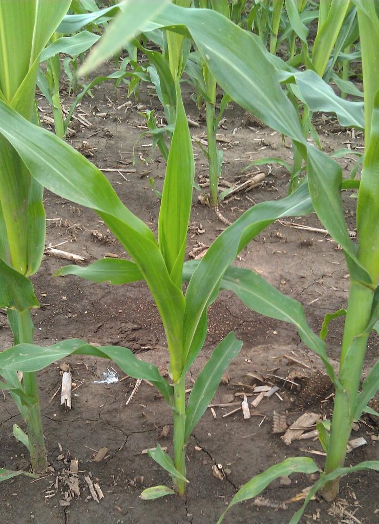No Corn Plant Left Behind