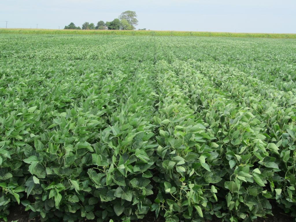 The Six Secrets of Soybean Success What Factors Have
