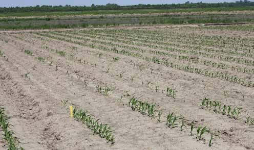 The Influence Of Planting Depth And Seed Firmers On Corn Stands And Yield Study Guidelines A trial was conducted at the Monsanto Learning Center at Scott, MS, to investigate the influence of planting