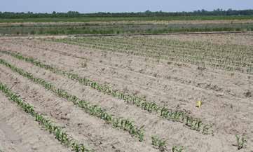 The Influence Of Planting Depth And Seed Firmers On Corn Stands And Yield 3 depth with firmer 1.5 depth - no firmer Figure 3. Treatment comparison of 3.0 planting depth, with firmer verses 1.