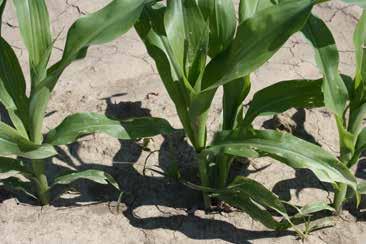 The Impact Of Individual Planting Errors On Corn Yield Study Guidelines A trial was conducted at the Monsanto Learning Center at Scott, MS to demonstrate the impact of potential planting errors on