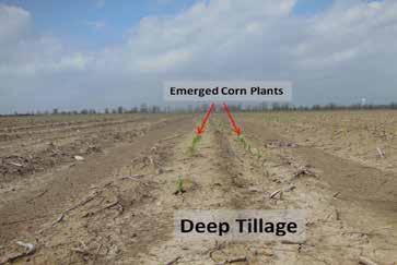 A demonstration was conducted to help define when conditions are most beneficial for deep tillage for corn production.