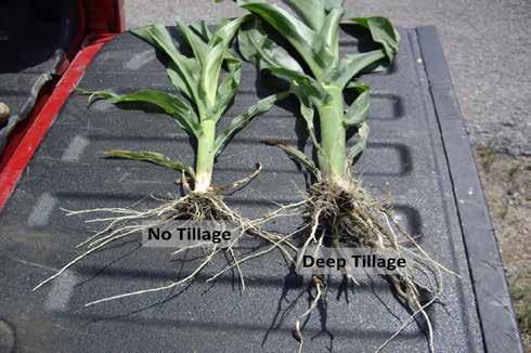 Evaluation of Deep Tillage on Corn in the Midsouth Average Yield (bu/acre) 250 248 246 244 242 240 238 236 240.7 No Tillage 248.8 Deep Tillage Figure 3. Effect of deep tillage on corn yield potential.