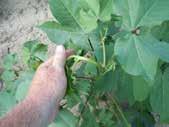 The Response of Old and New Cotton Varieties to Plant Growth Regulators Study Guidelines A cotton demonstration trial was conducted at the Monsanto Learning Center at Scott, MS to investigate the