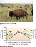 TEMPERATE GRASSLANDS More temperature difference between winter and summer Lower