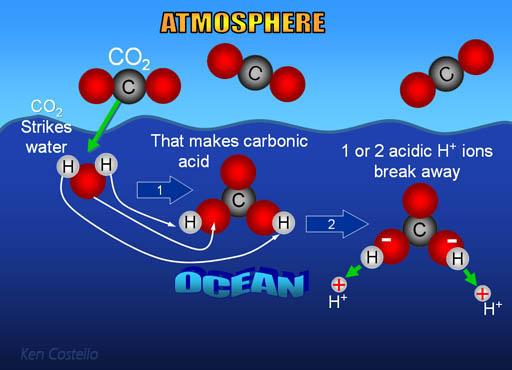 Some of the dissolved carbon dioxide