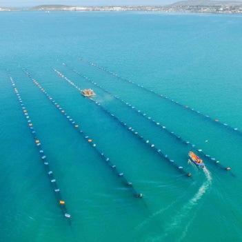 Operation Phakisa was launched to unlock the economic potential of South Africa s oceans Aquaculture was