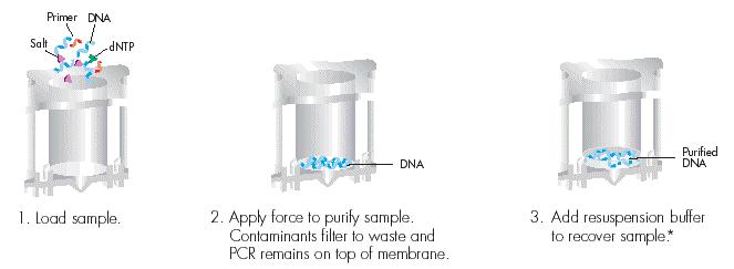 Preparing the PCR Product for Ligation -Use a PCR cleanup kit before
