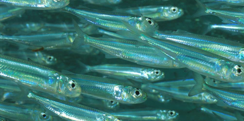 aquaculture industry The FIP aims for the Peruvian anchoveta fishery to meet the full requirements of the FAO code of Conduct for
