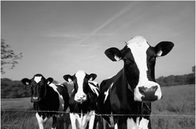 Sustainable advances in animal (NL) From 1975 to 2010 animal became more efficient Milk