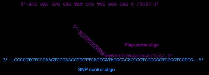 2. Design flap-probe oligo The sequences of the displacement and flap-probe oligos are determined by the target sequence, and to anneal successfully they need to have specific melting-temperature