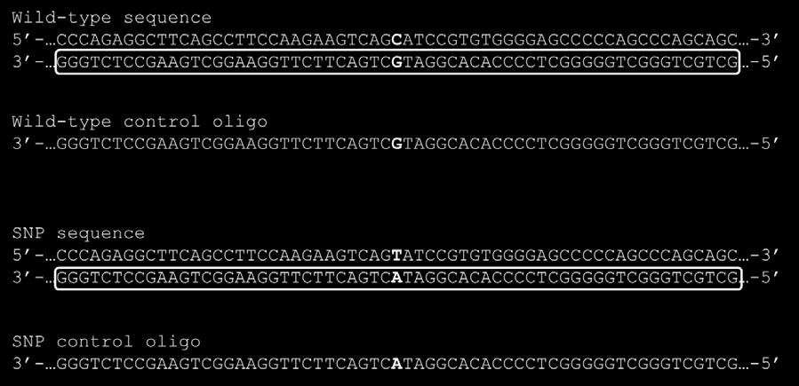 The wild-type and SNP control oligos encode the target sequence including either the wild-type or the SNP and can also be used as negative and positive controls, respectively, in the actual screening