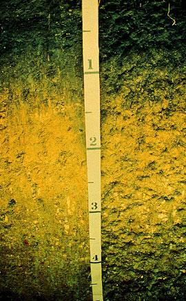 Coarser soils: Faster movement Less surface area Less removal sites