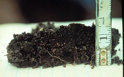 What happens when you put wastewater in the soil?