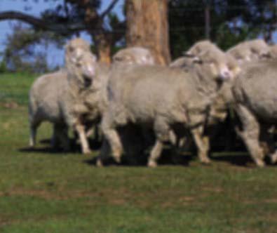Extension note 1 Farm businesses, wool production and biodiversity More than half of woolgrowers in
