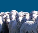 First and foremost, the research has to consider maintaining a commercially viable wool growing