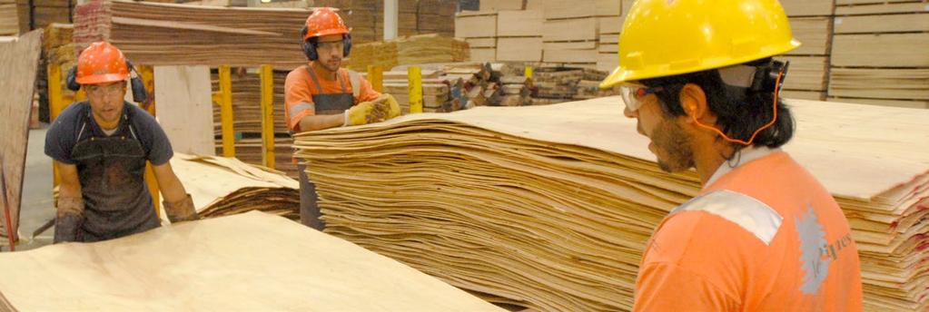 Lumin plywood manufactured using logs grown on sustainable plantations