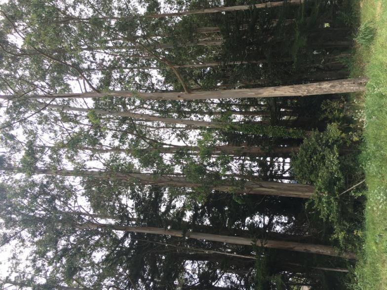 7/11/17 (2) Survey: Tree# Species DBH CON HT/SP Comments 1P Monterey cypress 40.