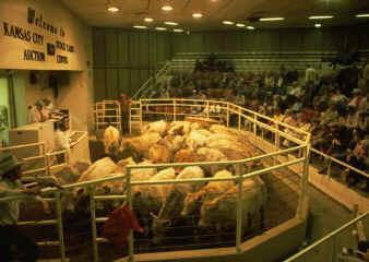 Methods of Marketing: Terminal Markets Central markets on public stockyards Livestock are consigned to a commission firm to bargain with buyers for a certain fee Auction Markets Public bidding Sell