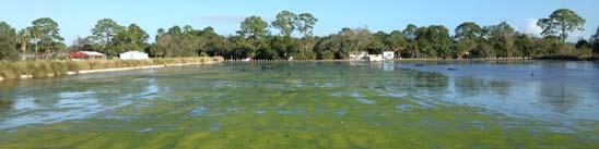day. The algae is harvested and not released to the Lagoon.