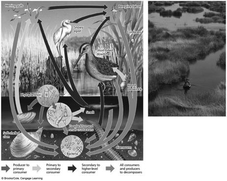 Some Components and Interactions in a Salt Marsh Ecosystem in a Temperate Area