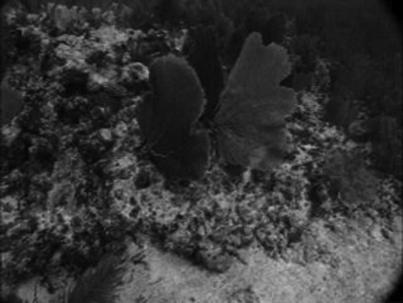 Phytoplankton Brittle star Sergeant major Banded coral Coney shrimp Coney Zooplankton Blackcap basslet Sponges Bacteria Moray eel Producer to