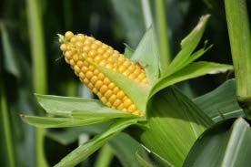 Corn (45) Soybean