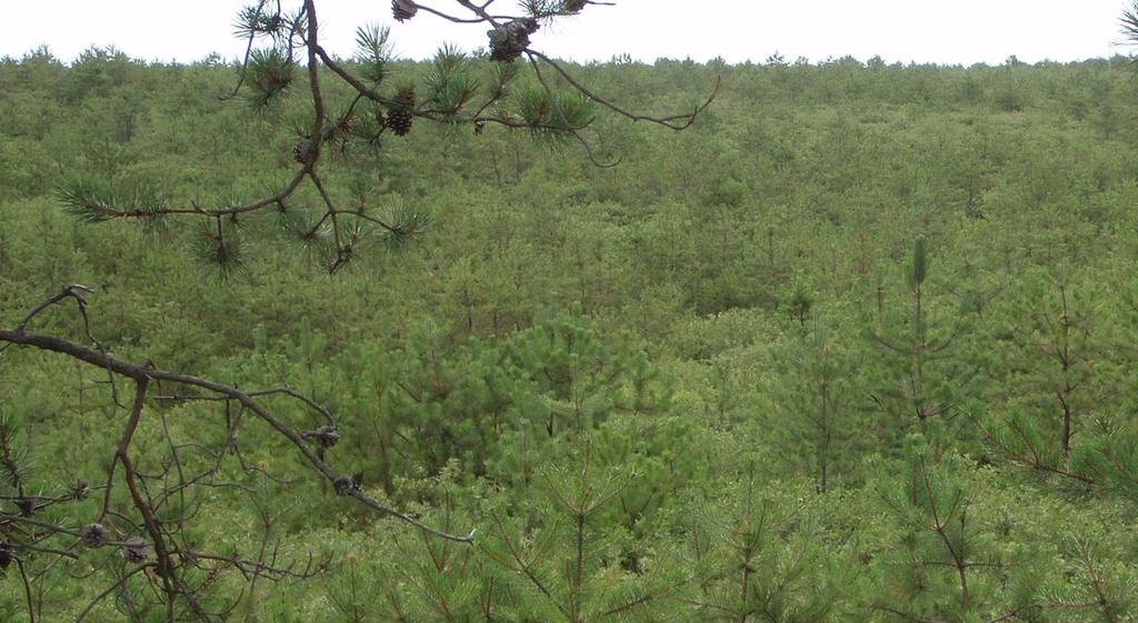 Land Use - Conservation Zones Long Island Pine Barrens in Suffolk County Restore, Conserve, Protect, and Expand the Long Island Pine Barrels - Promoting / incentivizing coastal or groundwater