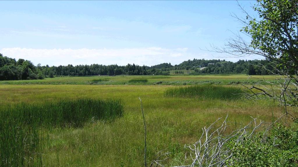 Land Use- Restore Coastal Marshland Increased Nitrogen pollution leading to coastal marshland degradation, brings the saltwater-freshwater closer to the landmass.