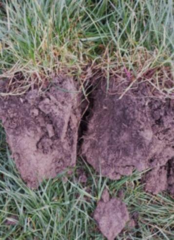 This can negatively impact on soil health and water infiltration into the soil, nutrient efficiency and even grass