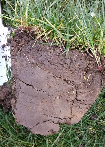 A proportion of the grazing platform at Corps farm is exhibiting signs of soil compaction.