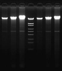 VII. Experimental Example Genomic DNA preparation from Saccharomyces cerevisiae (Y187 strain, AH109 strain) [Method] Yeast pellets were collected from 1, 2, or 3 ml of S.