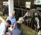 dairy farming Sustainable dairy farming Tackling nutrient